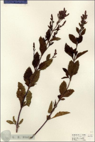 URN_catalog_HBHinton_herbarium_25399.jpg.jpg