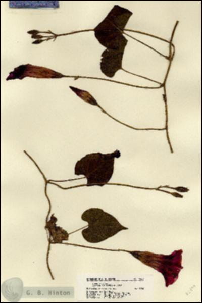 URN_catalog_HBHinton_herbarium_22499.jpg.jpg