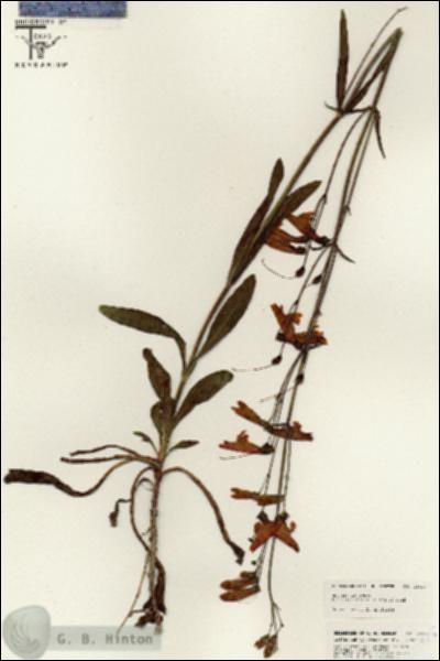 URN_catalog_HBHinton_herbarium_25405.jpg.jpg