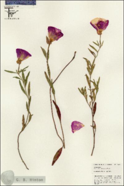 URN_catalog_HBHinton_herbarium_25413.jpg.jpg