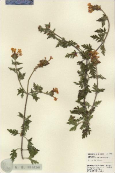URN_catalog_HBHinton_herbarium_22731.jpg.jpg