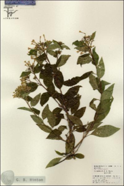 URN_catalog_HBHinton_herbarium_26004.jpg.jpg
