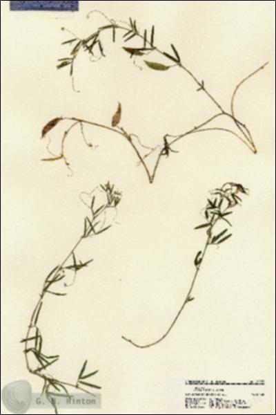 URN_catalog_HBHinton_herbarium_22233.jpg.jpg