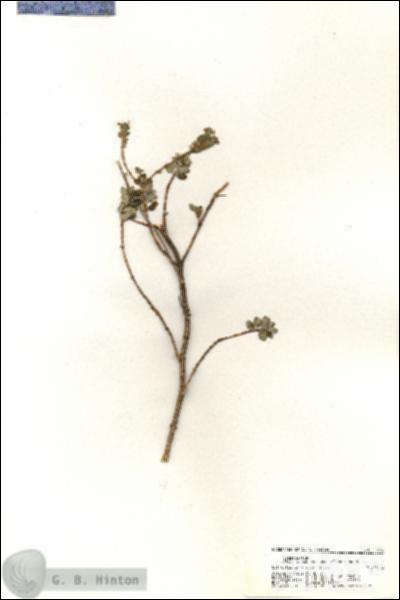 URN_catalog_HBHinton_herbarium_20936.jpg.jpg