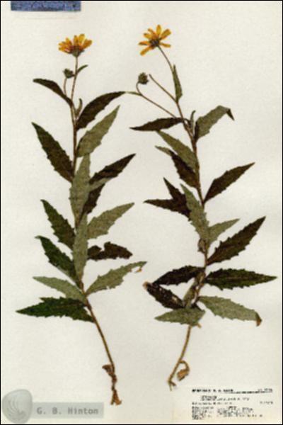 URN_catalog_HBHinton_herbarium_21034.jpg.jpg