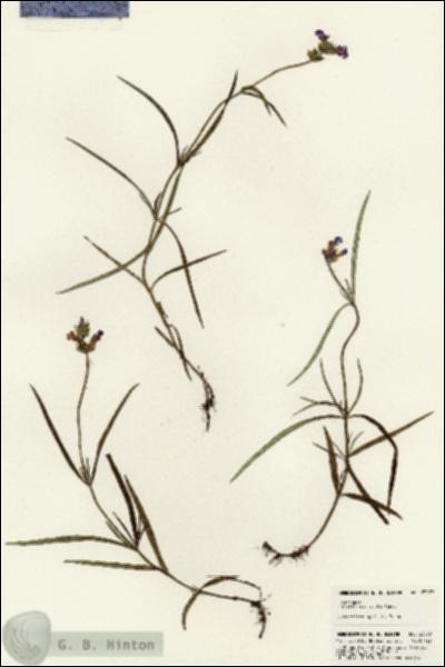 URN_catalog_HBHinton_herbarium_23079.jpg.jpg
