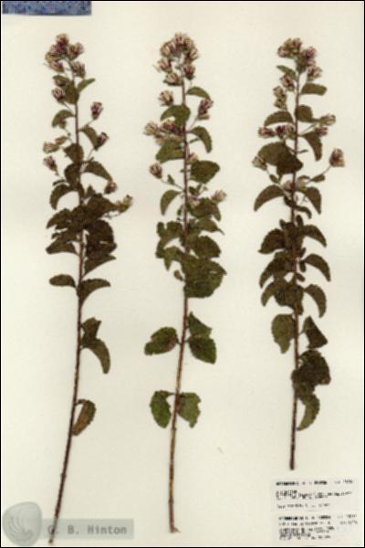 URN_catalog_HBHinton_herbarium_23734.jpg.jpg