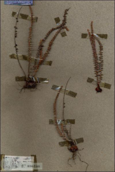 URN_catalog_HBHinton_herbarium_18079.jpg.jpg
