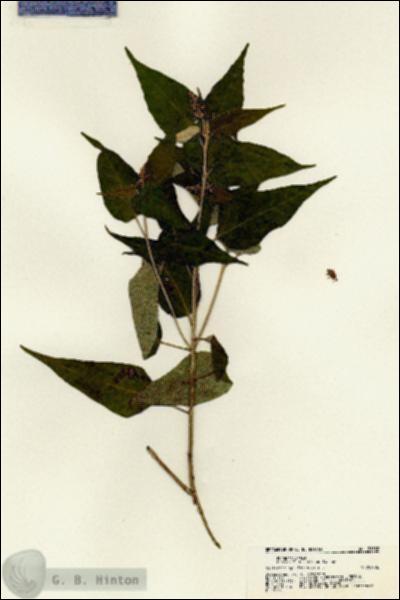 URN_catalog_HBHinton_herbarium_21382.jpg.jpg