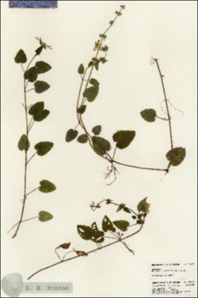 URN_catalog_HBHinton_herbarium_24613.jpg.jpg