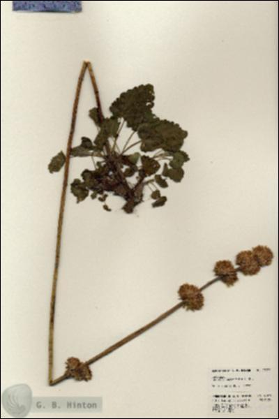 URN_catalog_HBHinton_herbarium_23979.jpg.jpg