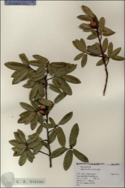 URN_catalog_HBHinton_herbarium_19256.jpg.jpg