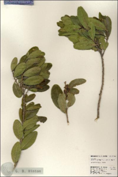 URN_catalog_HBHinton_herbarium_24064.jpg.jpg