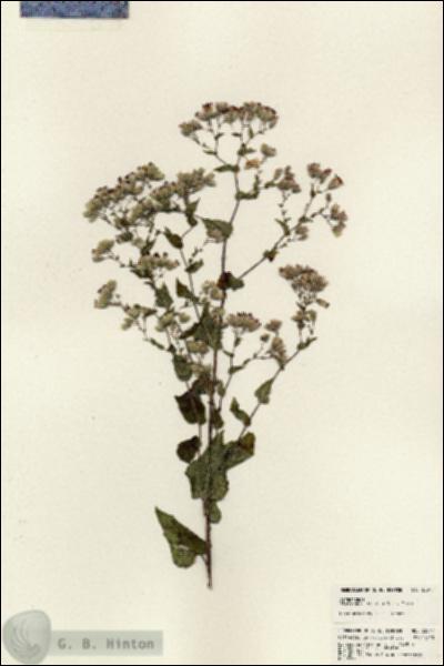URN_catalog_HBHinton_herbarium_23947.jpg.jpg