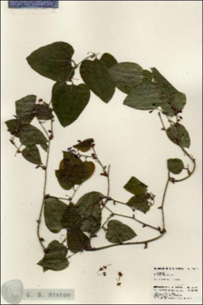 URN_catalog_HBHinton_herbarium_24079.jpg.jpg