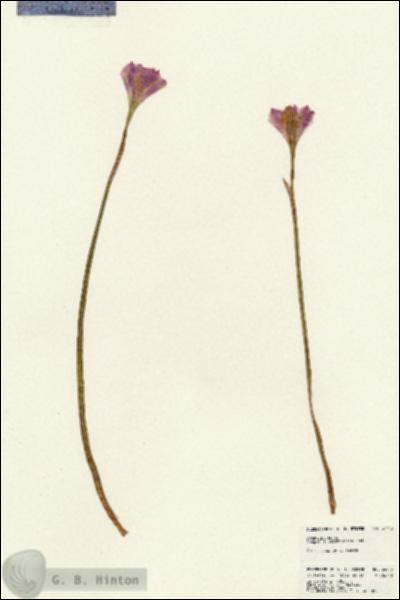 URN_catalog_HBHinton_herbarium_24413.jpg.jpg