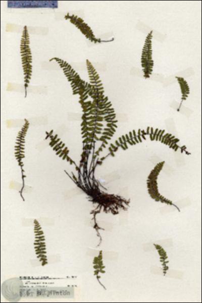 URN_catalog_HBHinton_herbarium_20077.jpg.jpg