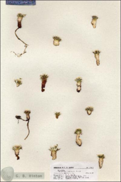 URN_catalog_HBHinton_herbarium_20973.jpg.jpg