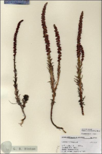 URN_catalog_HBHinton_herbarium_27122.jpg.jpg
