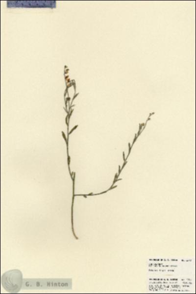 URN_catalog_HBHinton_herbarium_22767.jpg.jpg