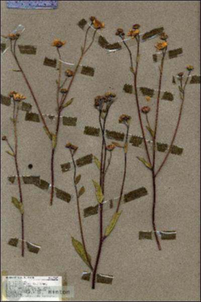 URN_catalog_HBHinton_herbarium_19529.jpg.jpg
