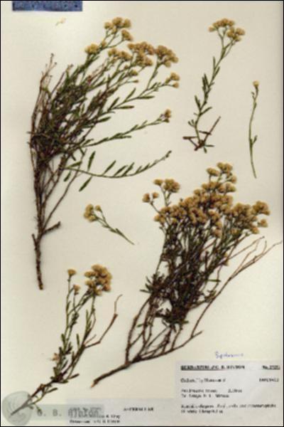URN_catalog_HBHinton_herbarium_27251.jpg.jpg