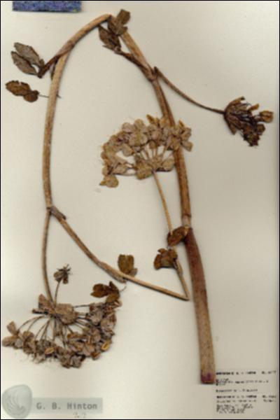 URN_catalog_HBHinton_herbarium_24327.jpg.jpg