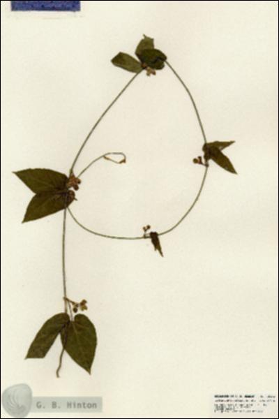 URN_catalog_HBHinton_herbarium_25382.jpg.jpg