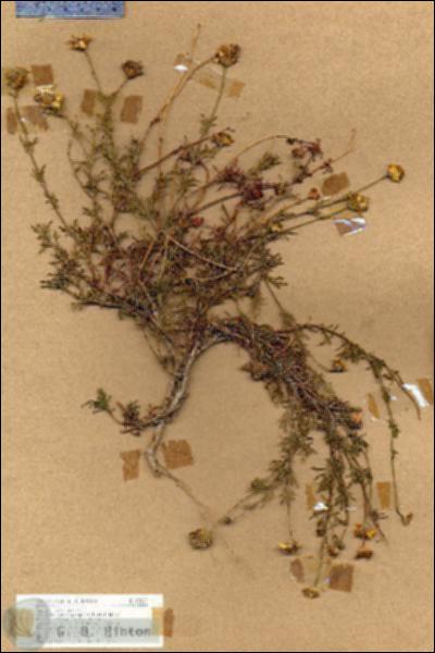 URN_catalog_HBHinton_herbarium_18437.jpg.jpg