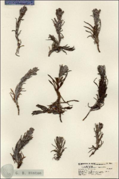 URN_catalog_HBHinton_herbarium_18422.jpg.jpg