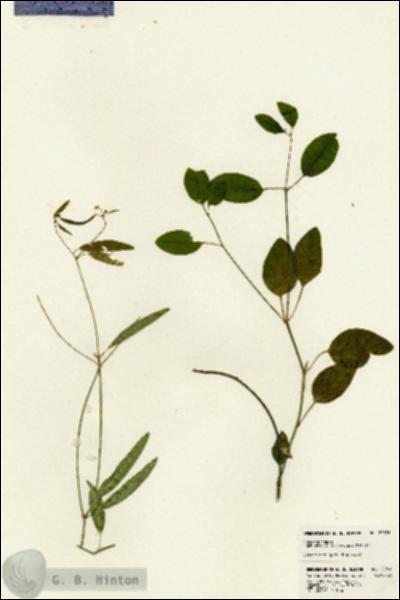 URN_catalog_HBHinton_herbarium_22896.jpg.jpg