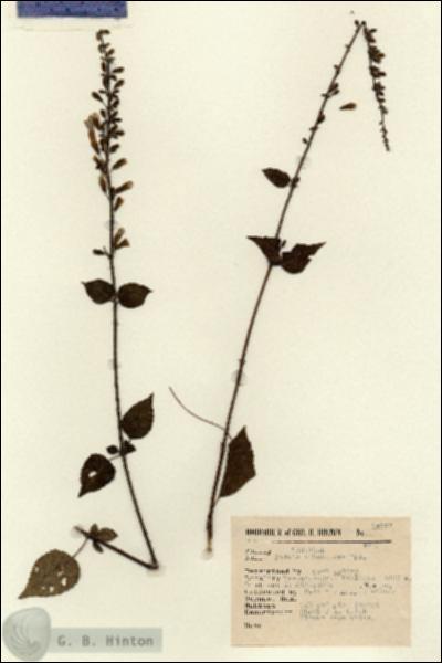 URN_catalog_HBHinton_herbarium_14897.jpg.jpg