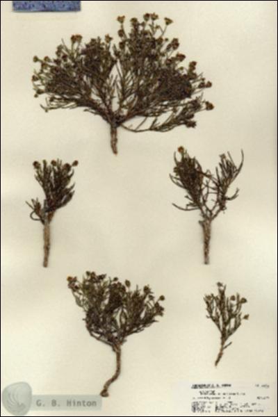 URN_catalog_HBHinton_herbarium_22342.jpg.jpg