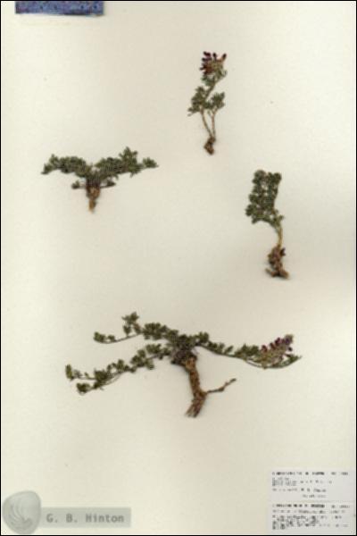 URN_catalog_HBHinton_herbarium_25894.jpg.jpg