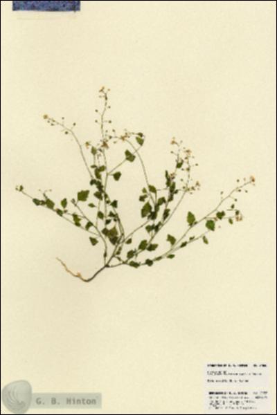 URN_catalog_HBHinton_herbarium_21838.jpg.jpg