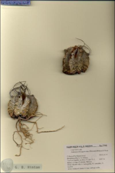 URN_catalog_HBHinton_herbarium_27835.jpg.jpg