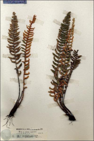 URN_catalog_HBHinton_herbarium_19759.jpg.jpg