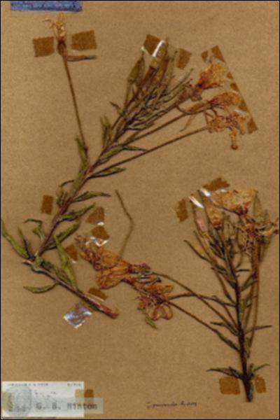 URN_catalog_HBHinton_herbarium_18776.jpg.jpg