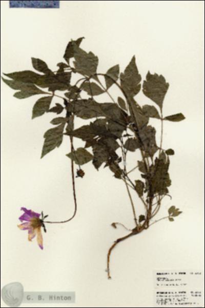 URN_catalog_HBHinton_herbarium_23152.jpg.jpg
