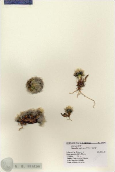 URN_catalog_HBHinton_herbarium_28258.jpg.jpg