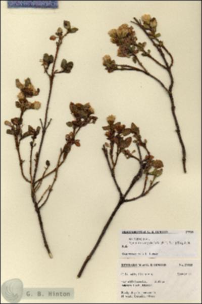URN_catalog_HBHinton_herbarium_27535.jpg.jpg