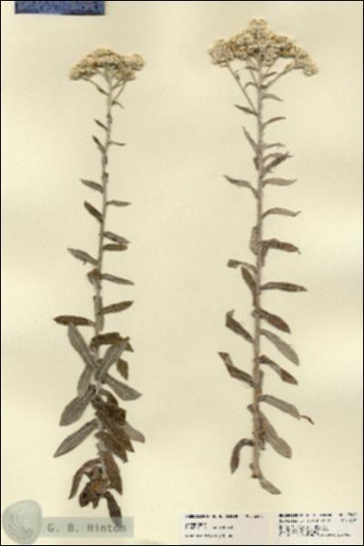 URN_catalog_HBHinton_herbarium_22470.jpg.jpg