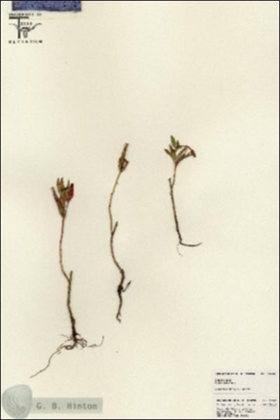 URN_catalog_HBHinton_herbarium_23966.jpg.jpg