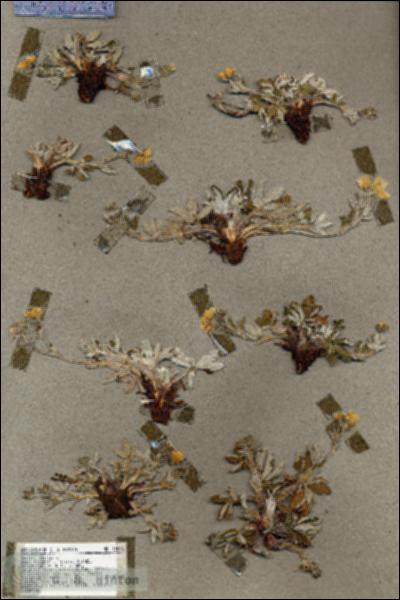 URN_catalog_HBHinton_herbarium_18843.jpg.jpg