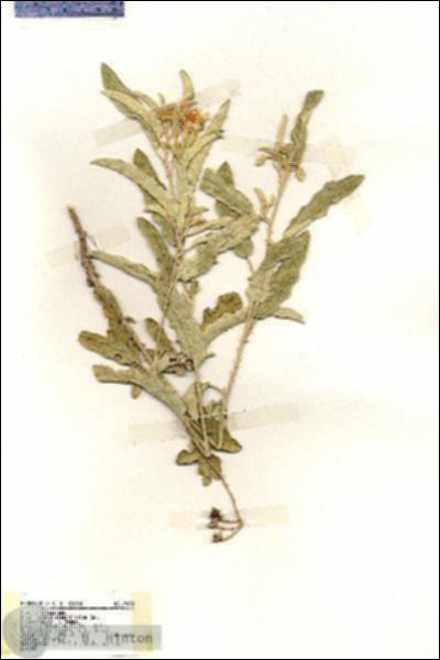 URN_catalog_HBHinton_herbarium_19440.jpg.jpg