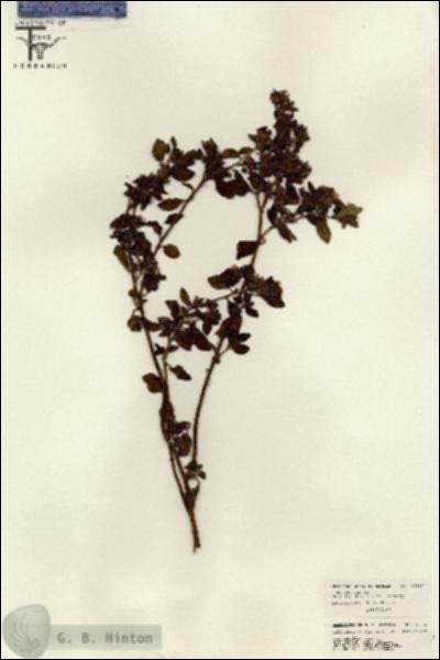 URN_catalog_HBHinton_herbarium_26316.jpg.jpg