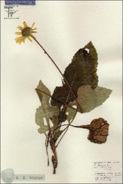 URN_catalog_HBHinton_herbarium_26085.jpg.jpg