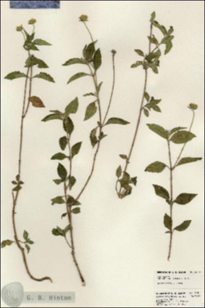 URN_catalog_HBHinton_herbarium_24200.jpg.jpg