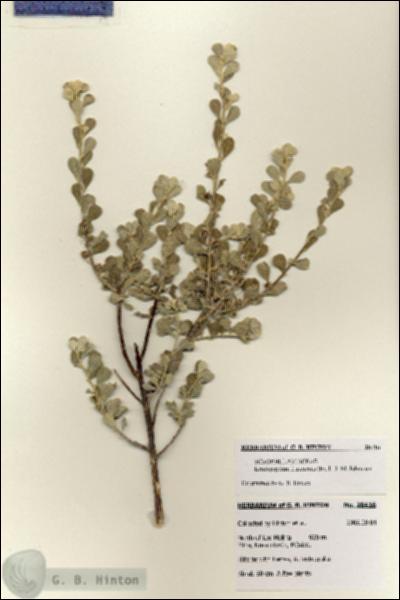 URN_catalog_HBHinton_herbarium_28416.jpg.jpg