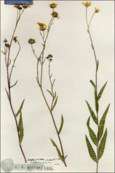 URN_catalog_HBHinton_herbarium_20484.jpg.jpg